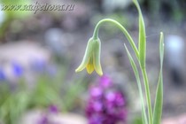 Рябчик Frankiorum (Fritillaria Frankiorum)
