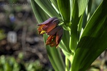 Рябчик крошечный (Fritillaria minuta)