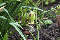 Рябчик иглолепестный (Fritillaria Acmopetala)