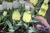 Рябчик Бледноцветковый (Fritillaria Pallidiflora)