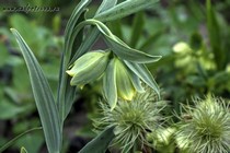Рябчик Альфреды (Fritillaria alfredae ssp.glaucoviridis)