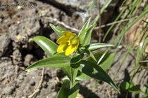 Рябчик Камчатский lutea (Fritillaria camschatcensis lutea)