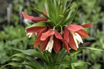 Рябчик Эдуарда Polux(Fritillaria eduardii Polux)