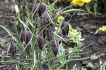 Рябчик Шахматный (Fritillaria meleagris)
