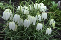 Рябчик Шахматный Альба (Fritillaria meleagris Alba)