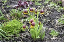 Рябчик Михайловского (Fritillaria michailowskyi)