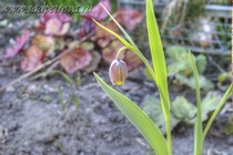 Рябчик лисьеягодный (Fritillaria uva vulpis)
