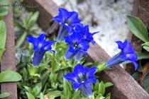 Горечавка западная (Gentiana occidentalis)