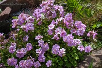 Герань Далматская (Geranium Dalmaticum)