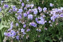 Герань луговая Cloud Nine (Geranium Cloud Nine)