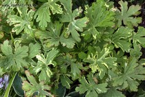 Герань балканская, или крупнокорневищная Variegata (Geranium macrorrhizum Variegata)