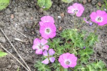 Герань Пепельная Jolly Jewel Hot Pink (Geranium cinereum Jolly Jewel Hot Pink)