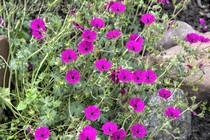 Герань Пепельная Jolly Jewel Red (Geranium cinereum Jolly Jewel Red)