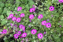 Герань Пепельная Jolly Jewel Silver (Geranium cinereum Jolly Jewel Silver)