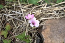 Герань Эндресса Wargrave Pink(Geranium Endressii Wargrave Pink)