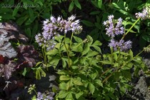 Гидрофиллум виргинский (Hydrophyllum virginianum)