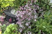 Гилления трехлистная Pink Profusion(Gillenia trifoliata Pink Profusion)