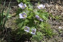 Глауцидиум пальчатый (Glaucidium palmatum)
