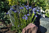 Глобулярия точечная (Globularia punctata)