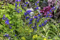 Горечавка легочная (Gentiana Pneumonanthe)
