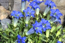 Горечавка acaulis (Gentiana acaulis)