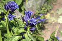 Горечавка ластовневая (Gentiana asclepiadea)