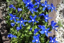 Горечавка весенняя (Gentiana verna)