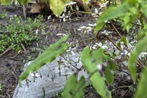 Горянка длиннотычинковая (Epimedium Dolichostemon)
