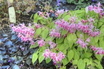 Горянка Крупноцветковая Akagi-Zakura (Epimedium Grandiflorum Akagi-Zakura)