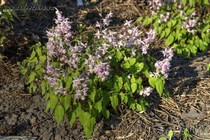 Горянка Крупноцветковая Akebono (Epimedium Grandiflorum Akebono)