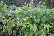Горянка гибридная Amber Queen (Epimedium hybride Amber Queen)