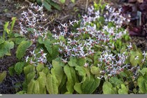 Горянка Asiatica (Epimedium Asiatic Hybrid)