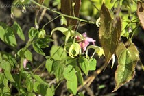 Горянка Франчетти Brimstone Butterfly (Epimedium Franchetii Brimstone Butterfly)