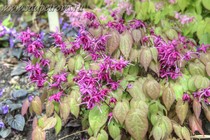 Горянка крупноцветковая Circe (Epimedium grandiflorum Circe)