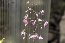 Горянка Darrels Pink (Epimedium Darrels Pink)
