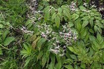 Горянка гибридная Domino (Epimedium hybrida Domino)