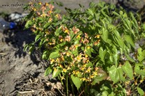 Горянка Варлийская Ellen Willmott (Epimedium Warleyense Ellen Willmott)
