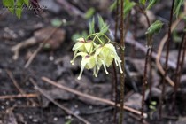 Горянка корейская Harold Epstein (Epimedium koreanum Harold Epstein)