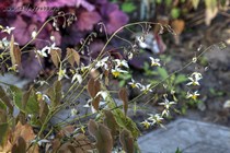 Горянка Mandarin Star (Epimedium Mandarin Star)