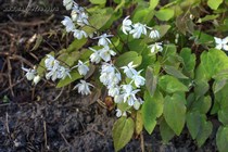 Горянка Юнга Niveum (Epimedium x Youngianum Niveum)