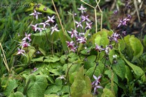 Горянка гибридная Pink Elf (Epimedium hybrida Pink Elf)
