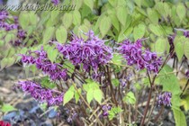 Горянка Крупноцветковая Purple Prince (Epimedium grandiflorum Purple Prince) 