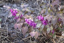 Горянка Крупноцветковая Red Beauty (Epimedium Grandiflorum Red Beauty)