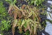 Горянка разноцветная Sphinx Twinkler (Epimedium versicolor Sphinx Twinkler)