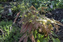Горянка Spine Tingler (Epimedium Spine Tingler)