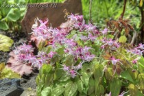 Горянка Крупноцветковая Tama No Genpei (Epimedium Grandiflorum Tama No Genpei)