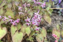 Горянка Крупноцветковая Tancho (Epimedium grandiflorum Tancho)