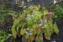 Горянка звёздчатая Wudang Star (Epimedium stellulatum Wudang Star)