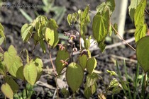 Горянка Альпийская (Epimedium alpinum)