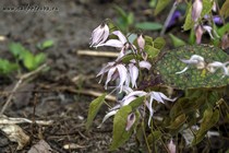 Горянка короткокорневищная (Epimedium brachyrrhizum)